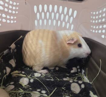 Rescue Guinea Pig Guinea Pigs for Adoption in Crystal Lake, Illinois - Lemonade | PetCurious